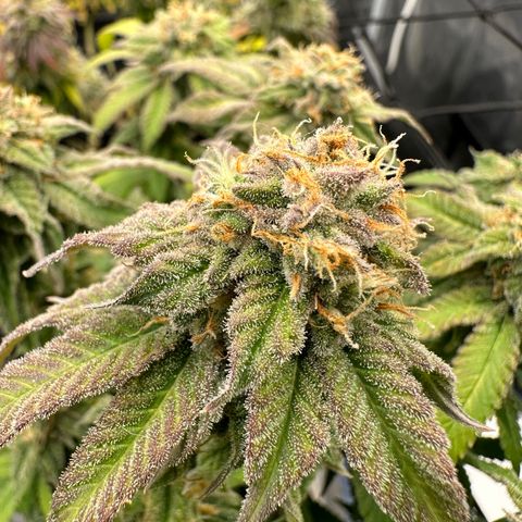 Blueberry Smoothie growlog timeline photo