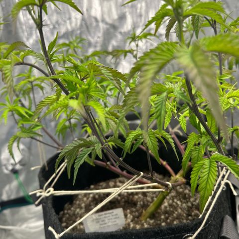 Pure Michigan ORGANIC growlog timeline photo
