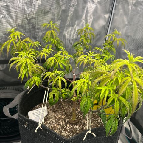 Caboose #17 ORGANIC growlog timeline photo