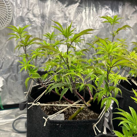 Pure Michigan ORGANIC growlog timeline photo
