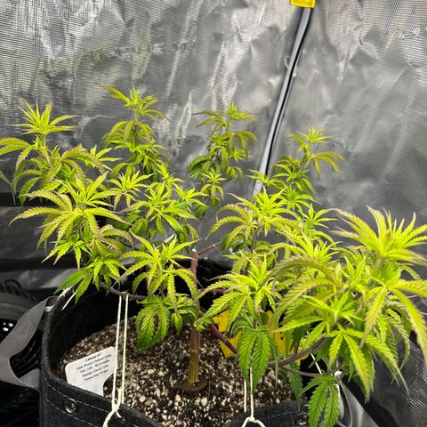 Caboose #17 ORGANIC growlog timeline photo