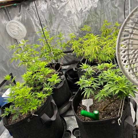 Pure Michigan ORGANIC growlog timeline photo