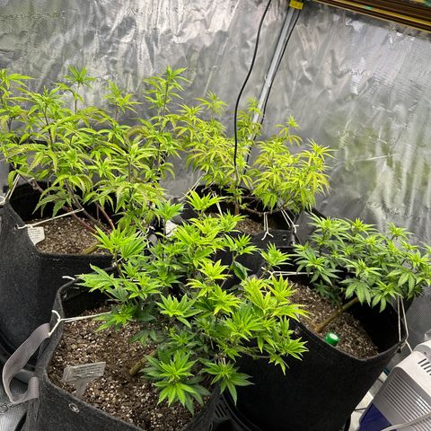 Pure Michigan ORGANIC growlog timeline photo