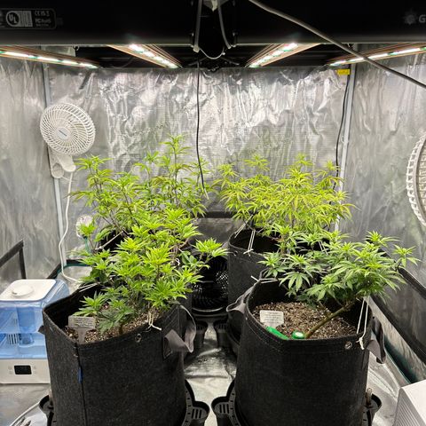 Pure Michigan ORGANIC growlog timeline photo