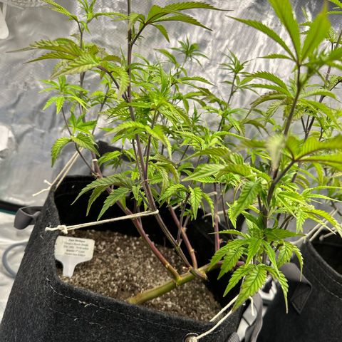 Pure Michigan ORGANIC growlog timeline photo