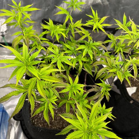 Pure Michigan ORGANIC growlog timeline photo