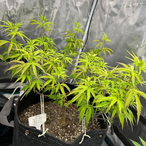 Caboose #17 ORGANIC growlog timeline photo