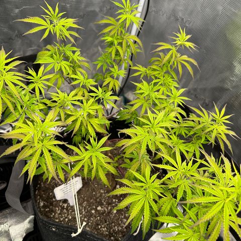 Caboose #17 ORGANIC growlog timeline photo