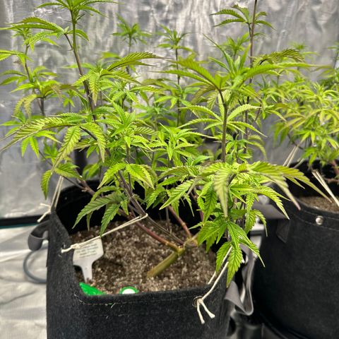 Pure Michigan ORGANIC growlog timeline photo