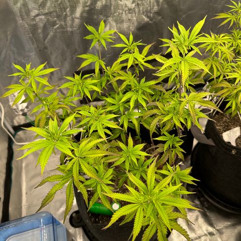 Pure Michigan ORGANIC growlog timeline photo
