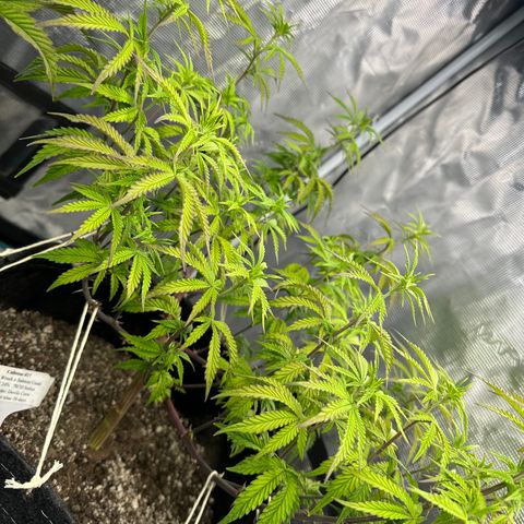 Caboose #17 ORGANIC growlog timeline photo