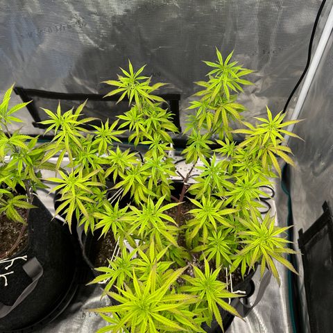 Caboose #17 ORGANIC growlog timeline photo