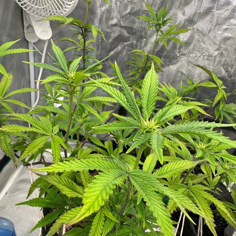 Pure Michigan ORGANIC growlog timeline photo
