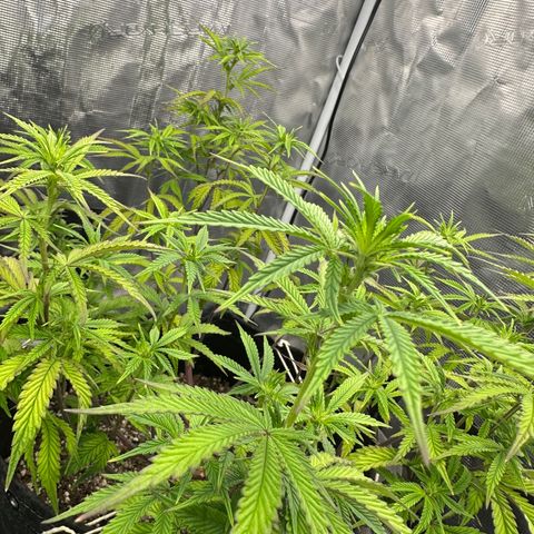 Caboose #17 ORGANIC growlog timeline photo