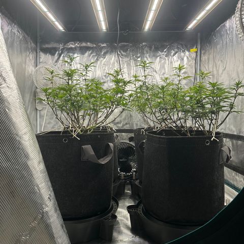 Pure Michigan ORGANIC growlog timeline photo