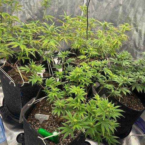 Pure Michigan ORGANIC growlog timeline photo