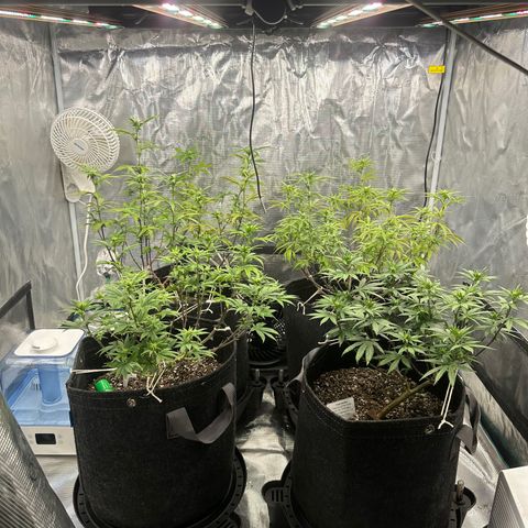 Pure Michigan ORGANIC growlog timeline photo
