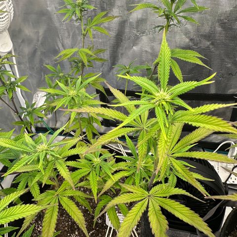 Pure Michigan ORGANIC growlog timeline photo
