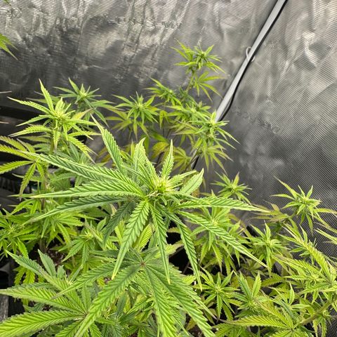 Caboose #17 ORGANIC growlog timeline photo