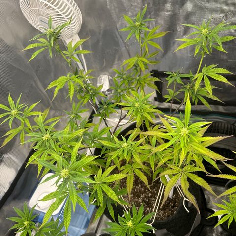Pure Michigan ORGANIC growlog timeline photo