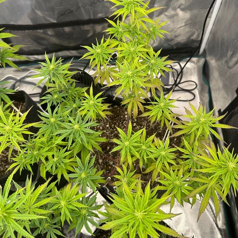 Caboose #17 ORGANIC growlog timeline photo