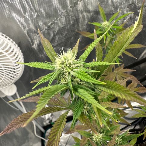 Pure Michigan ORGANIC growlog timeline photo