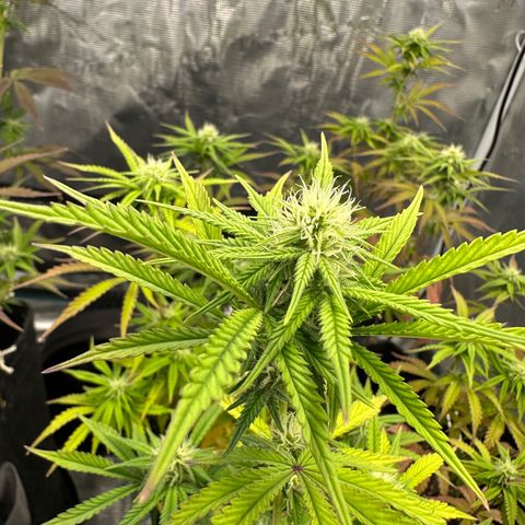 Caboose #17 ORGANIC growlog timeline photo