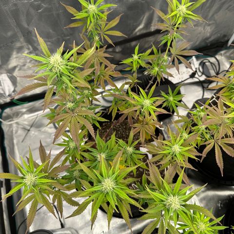 Pure Michigan ORGANIC growlog timeline photo