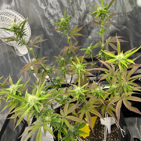 Pure Michigan ORGANIC growlog timeline photo