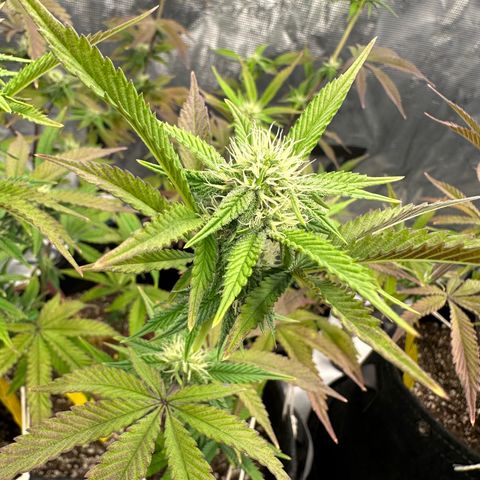 Pure Michigan ORGANIC growlog timeline photo