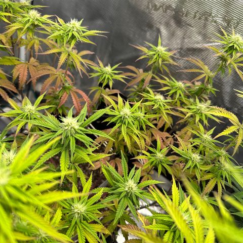 Caboose #17 ORGANIC growlog timeline photo