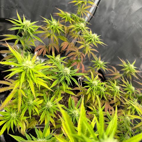 Caboose #17 ORGANIC growlog timeline photo