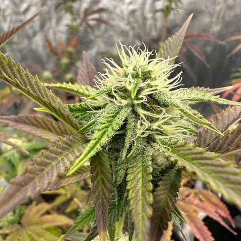 Pure Michigan ORGANIC growlog timeline photo