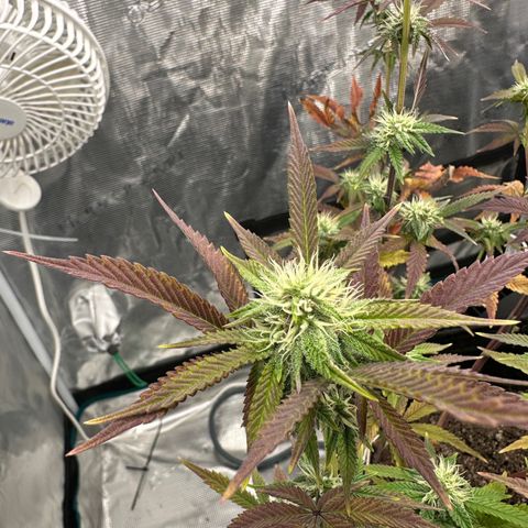Pure Michigan ORGANIC growlog timeline photo