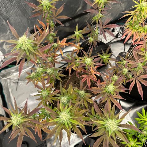 Pure Michigan ORGANIC growlog timeline photo