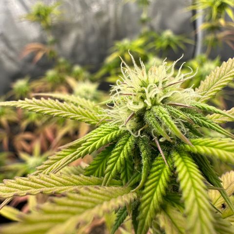 Caboose #17 ORGANIC growlog timeline photo