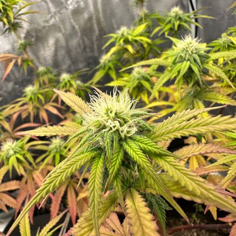 Caboose #17 ORGANIC growlog timeline photo
