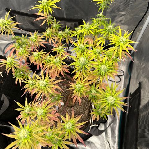 Caboose #17 ORGANIC growlog timeline photo