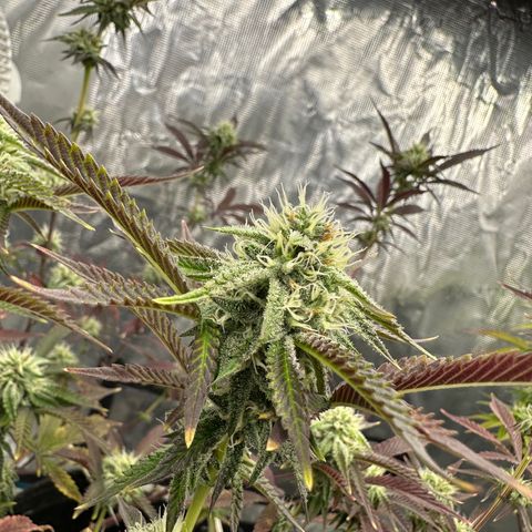 Pure Michigan ORGANIC growlog timeline photo