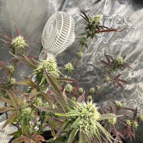 Pure Michigan ORGANIC growlog timeline photo