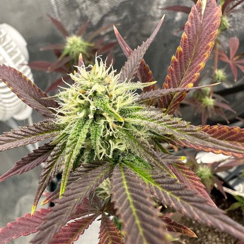 Pure Michigan ORGANIC growlog timeline photo