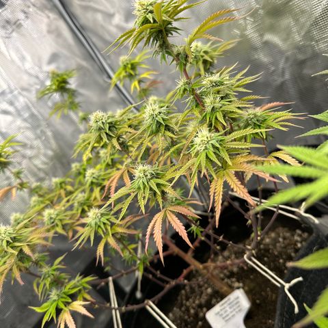 Caboose #17 ORGANIC growlog timeline photo