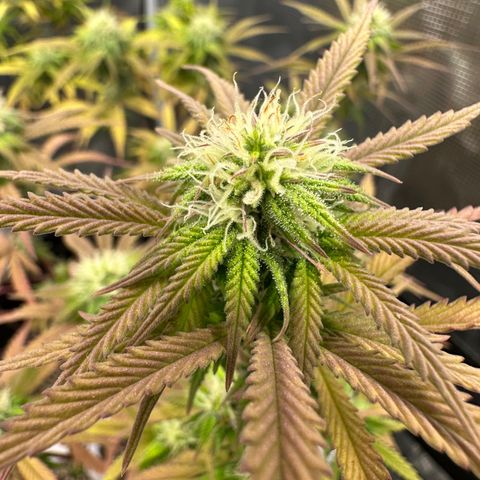 Caboose #17 ORGANIC growlog timeline photo