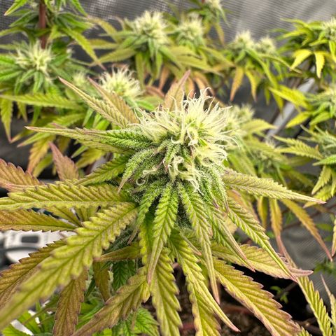 Caboose #17 ORGANIC growlog timeline photo