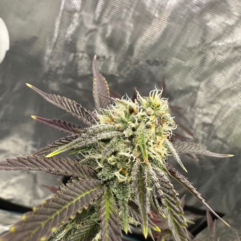 Pure Michigan ORGANIC growlog timeline photo