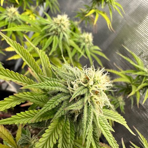 Caboose #17 ORGANIC growlog timeline photo