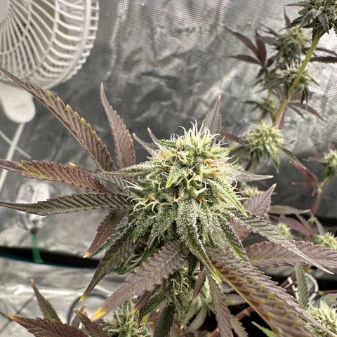 Pure Michigan ORGANIC growlog timeline photo
