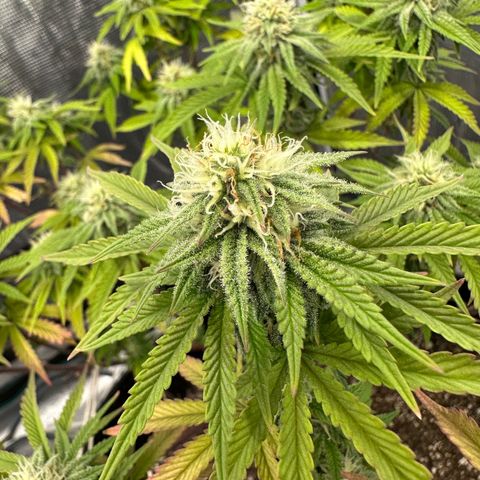 Caboose #17 ORGANIC growlog timeline photo