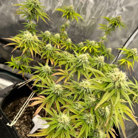 Caboose #17 ORGANIC growlog timeline photo