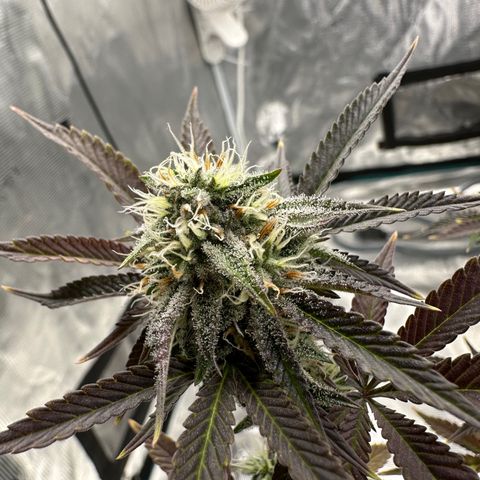 Pure Michigan ORGANIC growlog timeline photo